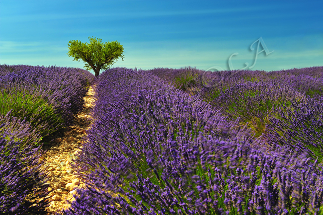 © Smike Photography by Michael Sola - All Rights Reserved